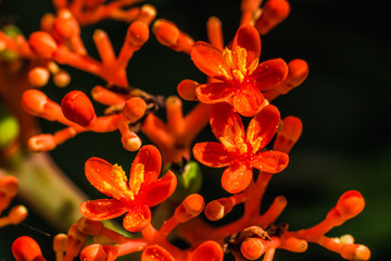 Closeup macro shot of very small red flower