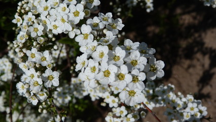 white flowers of a tree in spring