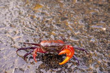 The single black crab on the road.