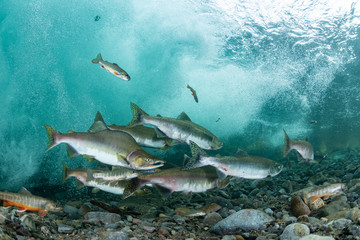 School of Karafuto Trout