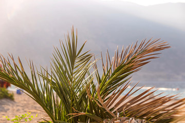 Palm tree on the background of the sea and mountains in the haze