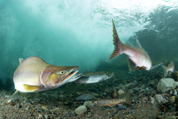 School of Karafuto Trout