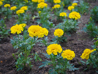 Yellow marigold (Tagetes) flowers on the flowerbed close up