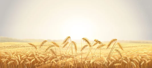 Poster Landelijk herfstlandschap met velden en korenaren op de voorgrond. Rasterillustratie. © Rustic