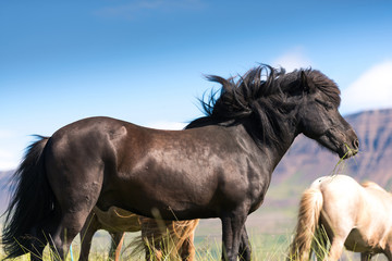 Icelandic horses and beautiful landscape 