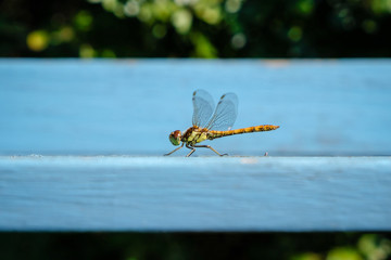 Naklejka premium Dragonfly on a blue painted wood bench