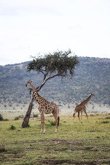 Two giraffes with a tree