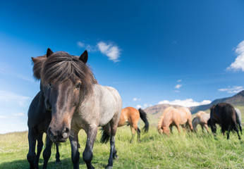 Icelandic horses and beautiful landscape 