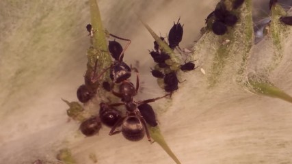 Red barbed ant milking aphids on a sheet of spear thistle. Slow motion. Super macro 2:1. 