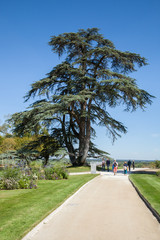Touristes promenant près d'un grand arbre dans le parc de Chaumont