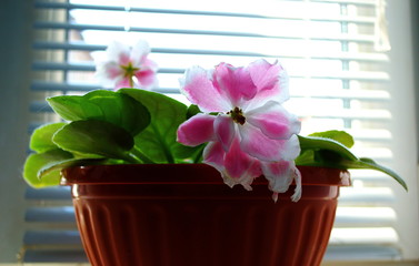 Violet on the window