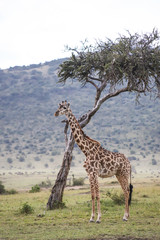 Giraffe near a tree in Africa