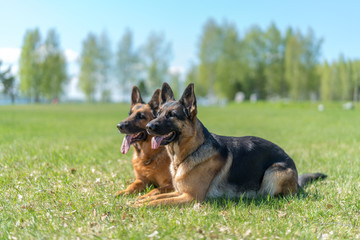 Two Shepard dogs laying on the grass