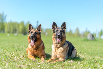 Two Shepard dogs laying on the grass