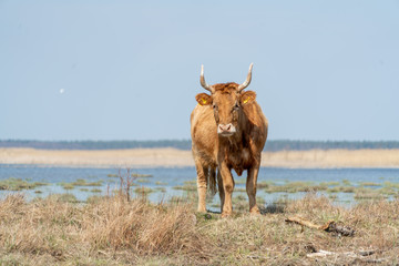 Big wild cow standing near the river