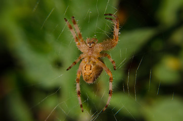 Closeup of a cross spider (crowned orb weaver, Araneus diadematus) on its web. Blurred green background
