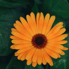 orange flower in the garden, flowers with orange petals in autumn