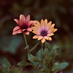 orange flower in the garden, flowers with orange petals in autumn