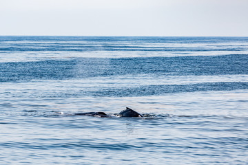 humpback whales