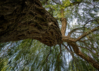 Weeping willow low angle view