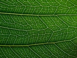green leaf texture background.Concept of natural background