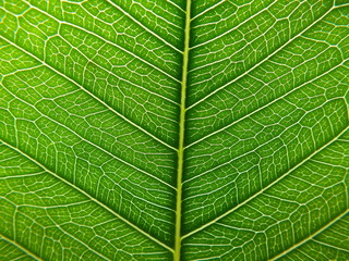 green leaf texture background.Concept of natural background