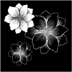flowers on black background