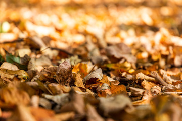 Colorful backround image of fallen autumn leaves.