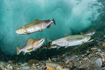 School of Karafuto Trout