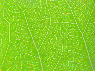 texture of green leaf. Concept of natural background
