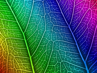 Colorful leaves texture background with closeup view on veins .Concept of natural background.
