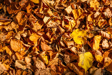 Colorful backround image of fallen autumn leaves.