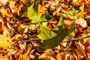 Colorful backround image of fallen autumn leaves.