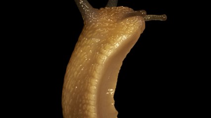 Slow motion - Front extreme close up portrait of Roman snai