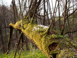 Kwitnący Szczawik zajęczy (Oxalis acetosella L.) w wiosennym lesie - obrazy, fototapety, plakaty
