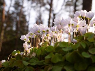 Kwitnący Szczawik zajęczy (Oxalis acetosella L.) w wiosennym lesie