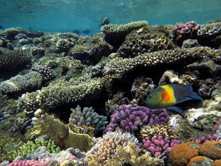 Fototapeta na wymiar Coral Reef and Tropical Fish in Sunlight