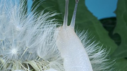Close-up of little snail sits on a dandelion seedhead and eats fluff. Super macro 2:1, 4K - 50fps 