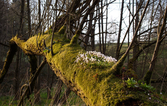 Kwitnący Szczawik zajęczy (Oxalis acetosella L.) w wiosennym lesie