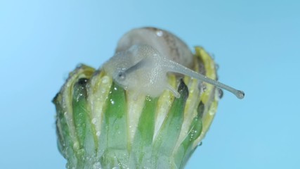 Portrait of a small snail sits on a dandelion bud with water drops in low light on blue background. Macro shot 1:1, 4K - 50fps 