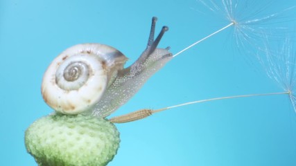 Very small snail balancing on a feather of a dandelion seedhead with only two seed still attached on blue background. Low light, blue background. Macro shot 3:1, 4K - 50fps 