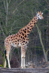 giraffe i