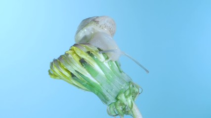 Small snail crawling on a dandelion bud with water drops in low light on blue background. Macro shot 1:1, 4K - 50fps 