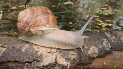Snail crawling on a branch on a lake background. Grape snail in the natural habitat. Close-up