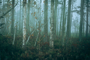 Misty trees in the swamp during sunrise