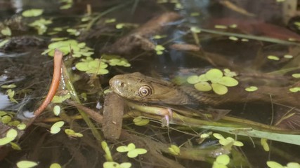 Snake's head peeps out of the water, the snake sticks out its tongue and dives underwater. Close-up