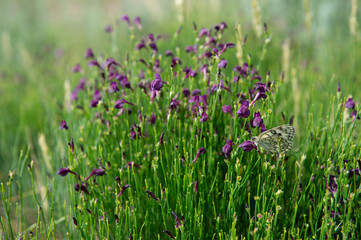 steppe flowers
