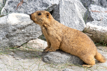 Brown marmot moving on the green glass in summer season in Leh, Ladakh India.