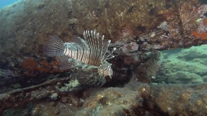 Lionfish swim under the structures of the destroyed concrete pier. Red Lionfish or Common Lionfish (Pterois volitans) Underwater shot. Mediterranean Sea, Europe.