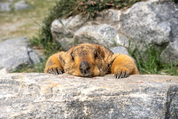 Brown marmot moving on the green glass in summer season in Leh, Ladakh India.